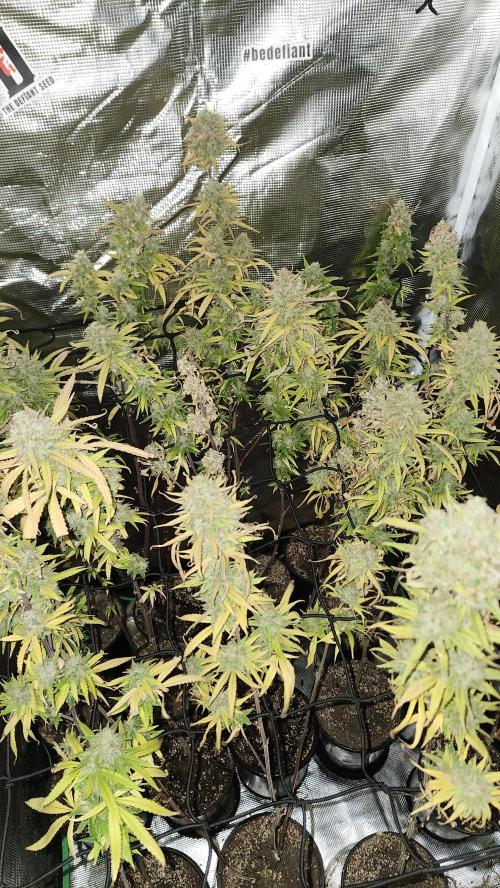 HAZE DRIP!!!. Week 26 - 01/19