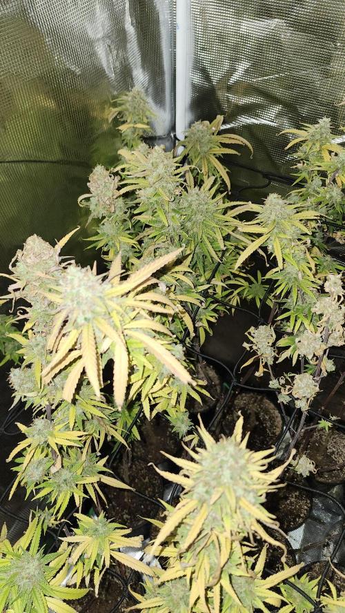 HAZE DRIP!!!. Week 26 - 01/19