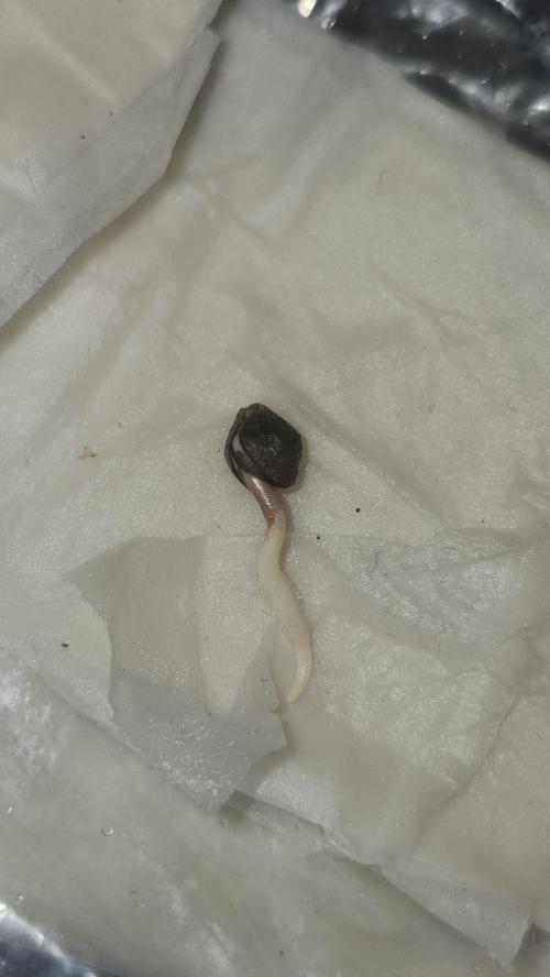 Defiant RDxO (Grow along  Redo). Week 0 - 01/17