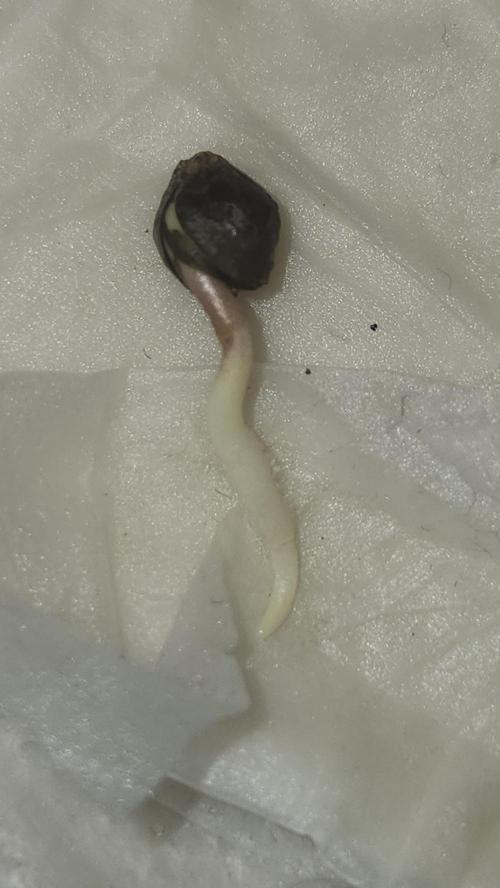 Defiant RDxO (Grow along  Redo). Week 0 - 01/17