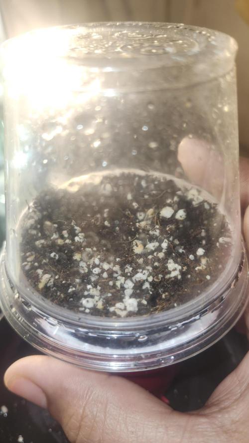 Defiant RDxO (Grow along  Redo). Week 0 - 01/17