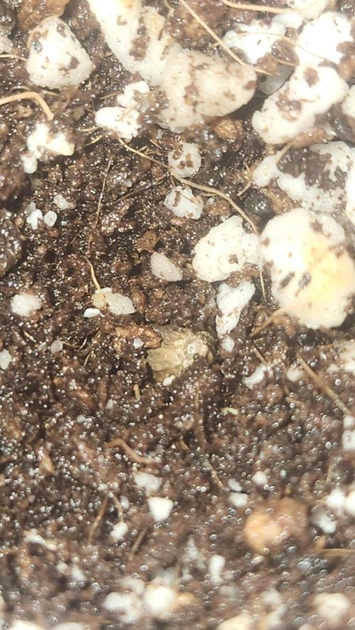 Defiant RDxO (Grow along  Redo). Week 0 - 01/17