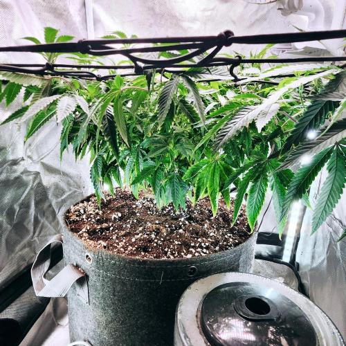 Grapeppy Grape!!. Week 15 - 01/19