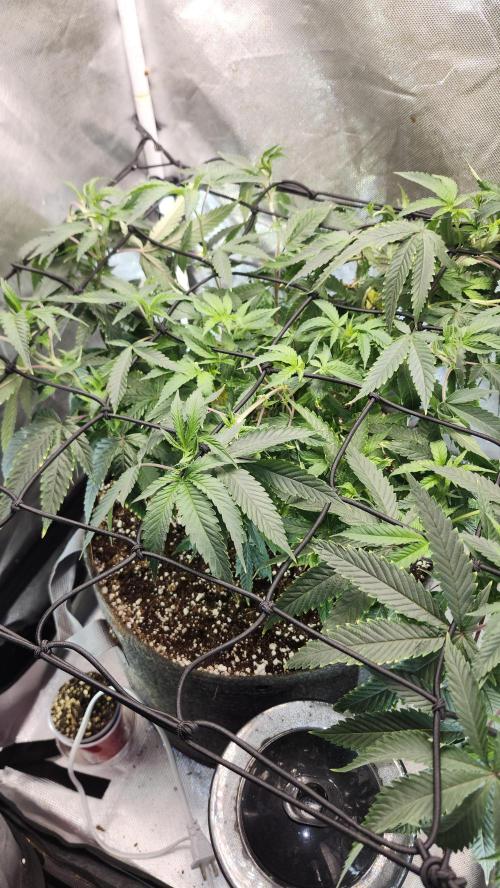 Grapeppy Grape!!. Week 15 - 01/19