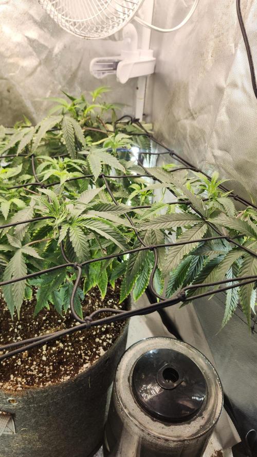 Grapeppy Grape!!. Week 15 - 01/19