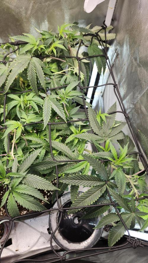 Grapeppy Grape!!. Week 15 - 01/19