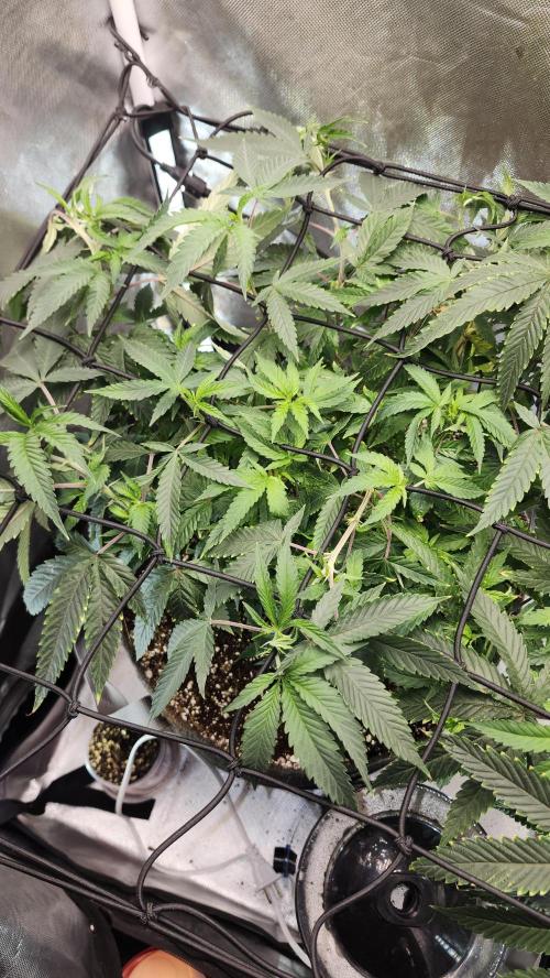 Grapeppy Grape!!. Week 15 - 01/19