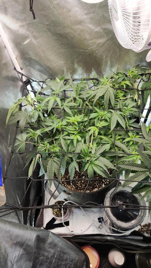 Grapeppy Grape!!. Week 15 - 01/19