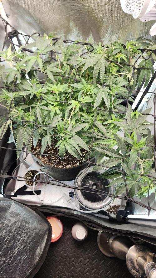 Grapeppy Grape!!. Week 15 - 01/19