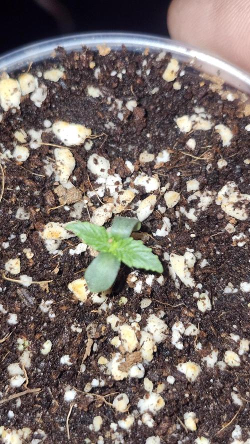 Defiant RDxO (Grow along  Redo). Week 0 - 01/19