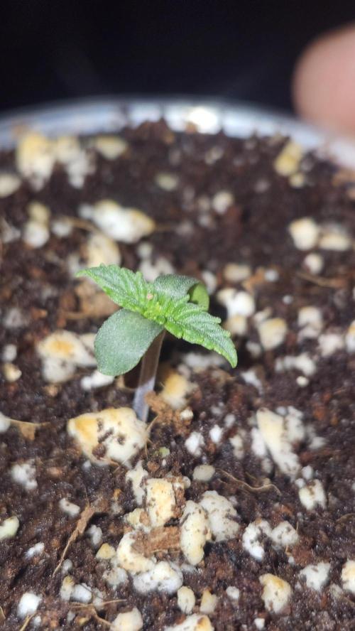 Defiant RDxO (Grow along  Redo). Week 0 - 01/19