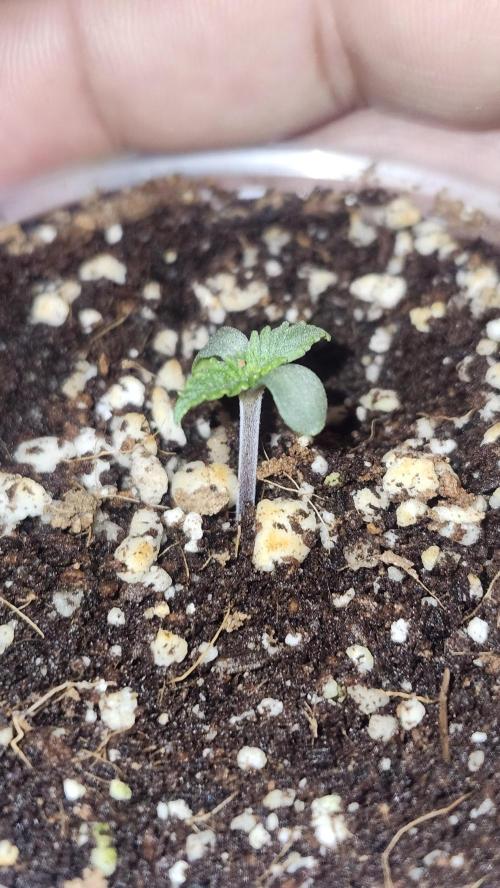 Defiant RDxO (Grow along  Redo). Week 0 - 01/19