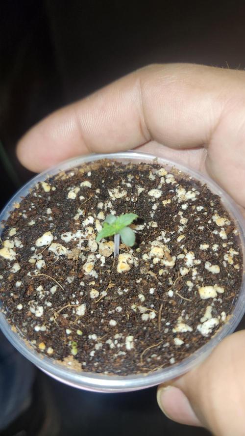 Defiant RDxO (Grow along  Redo). Week 0 - 01/19