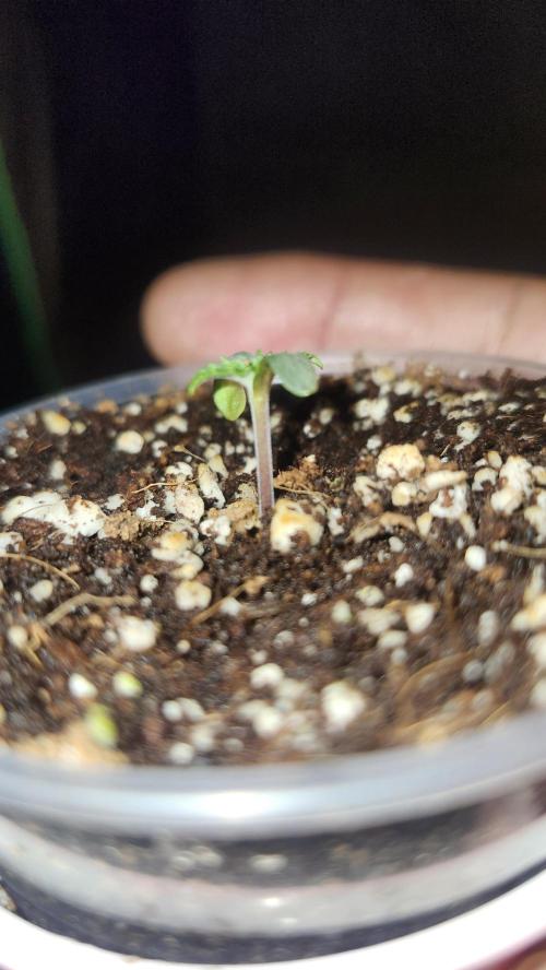 Defiant RDxO (Grow along  Redo). Week 0 - 01/19