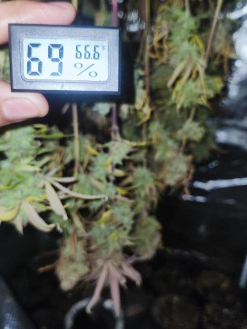 HAZE DRIP!!!. Week 27 - 01/19