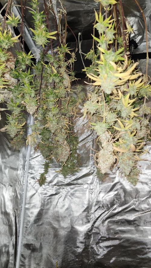 HAZE DRIP!!!. Week 27 - 01/19