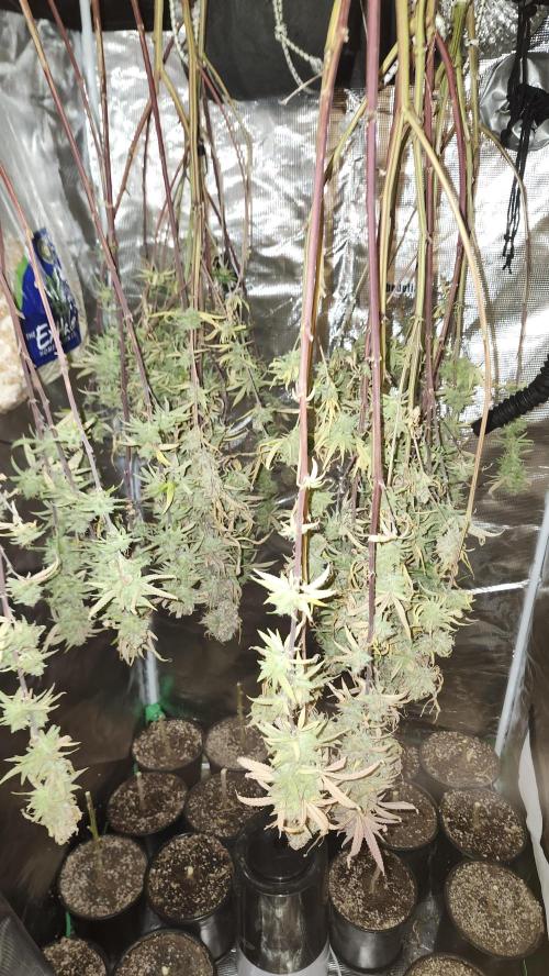 HAZE DRIP!!!. Week 27 - 01/19