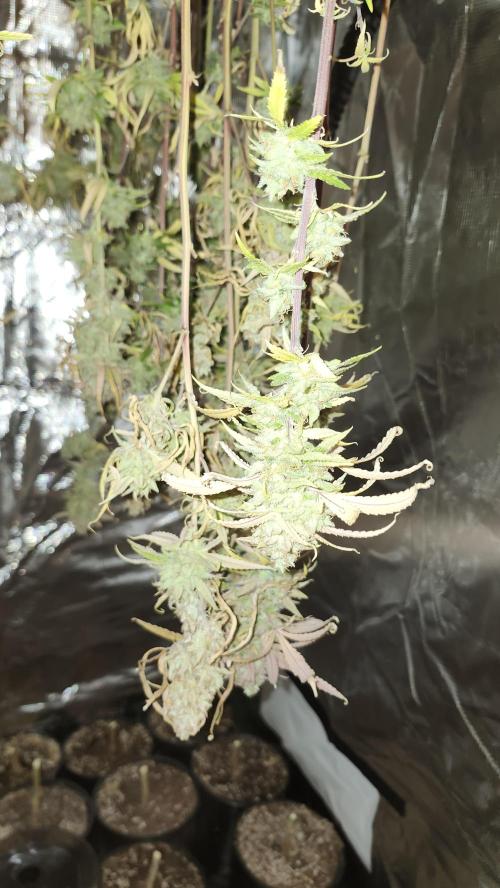 HAZE DRIP!!!. Week 27 - 01/19