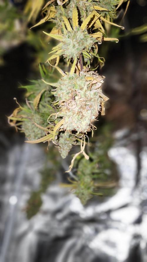 HAZE DRIP!!!. Week 27 - 01/19