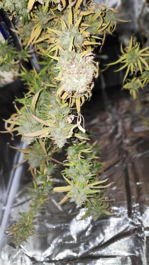 HAZE DRIP!!!. Week 27 - 01/19