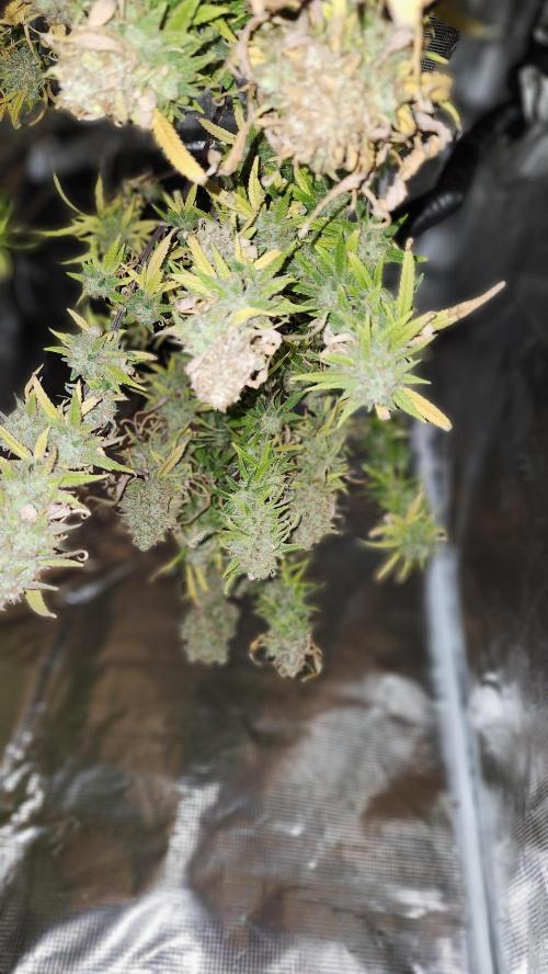 HAZE DRIP!!!. Week 27 - 01/19