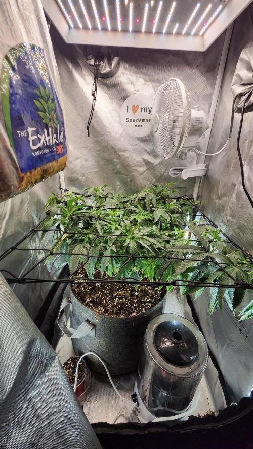 Grapeppy Grape!!. Week 16 - 01/19