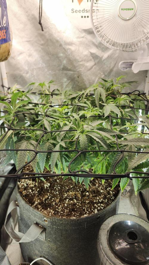 Grapeppy Grape!!. Week 16 - 01/19