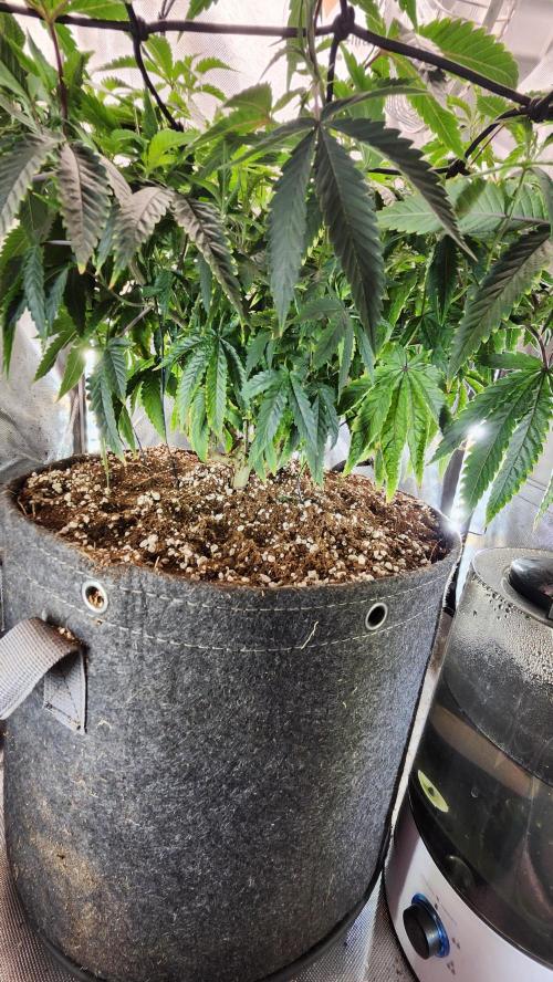 Grapeppy Grape!!. Week 16 - 01/19