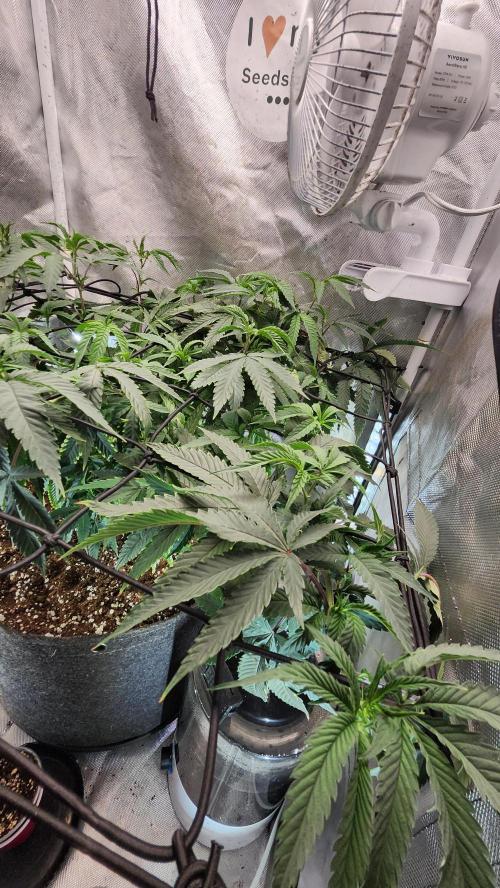 Grapeppy Grape!!. Week 16 - 01/21