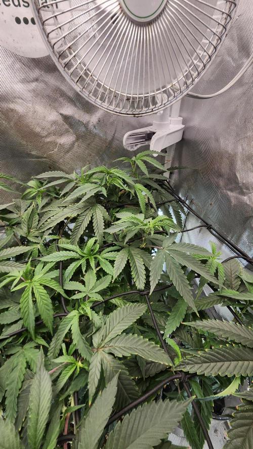 Grapeppy Grape!!. Week 16 - 01/21