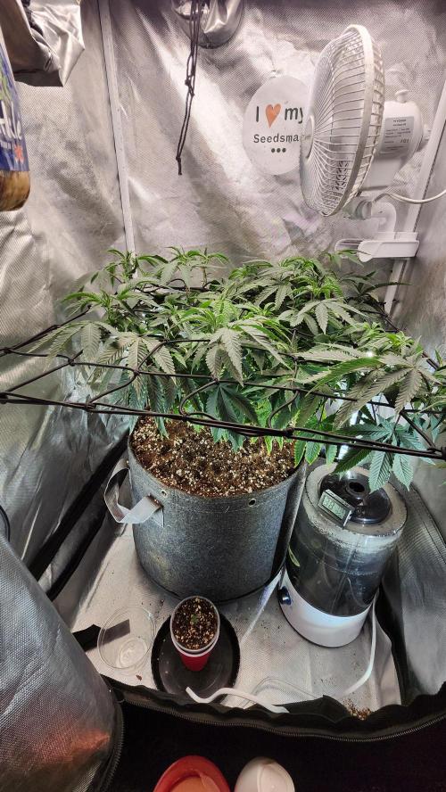 Grapeppy Grape!!. Week 16 - 01/21