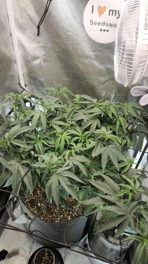 Grapeppy Grape!!. Week 16 - 01/21