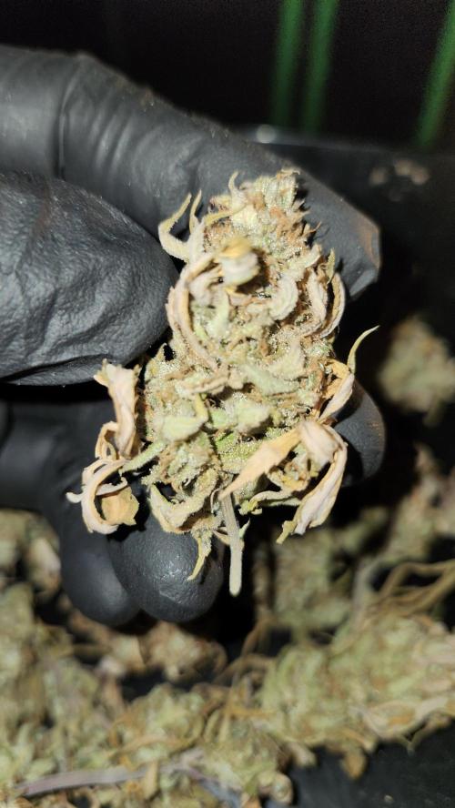 HAZE DRIP!!!. Week 27 - 01/24