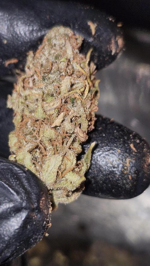 HAZE DRIP!!!. Week 27 - 01/24