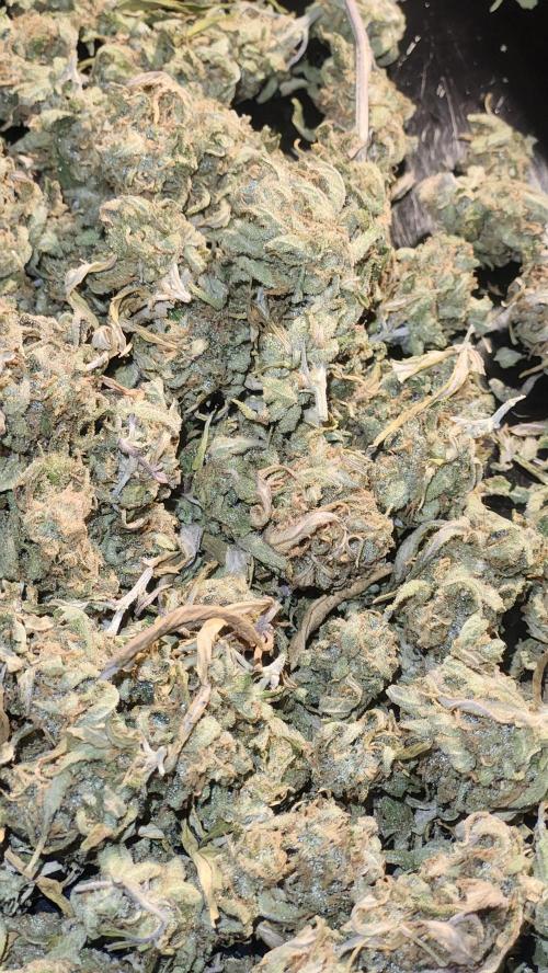 HAZE DRIP!!!. Week 27 - 01/24