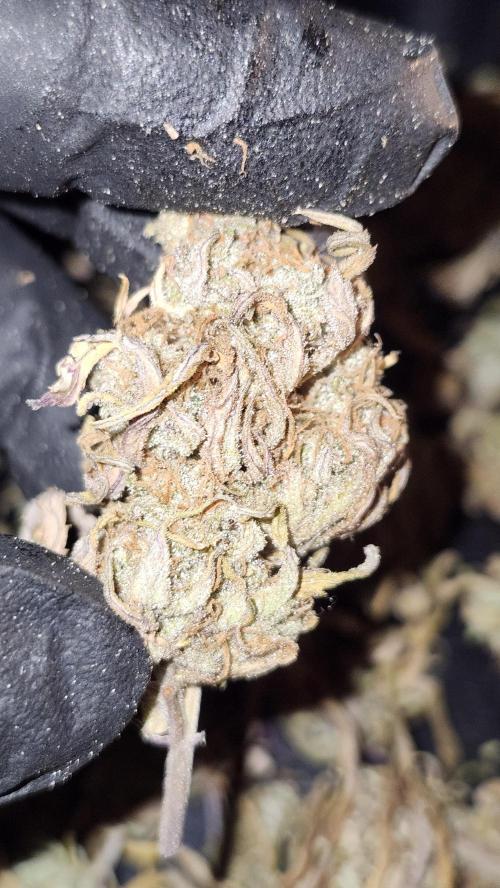 HAZE DRIP!!!. Week 28 - 01/22