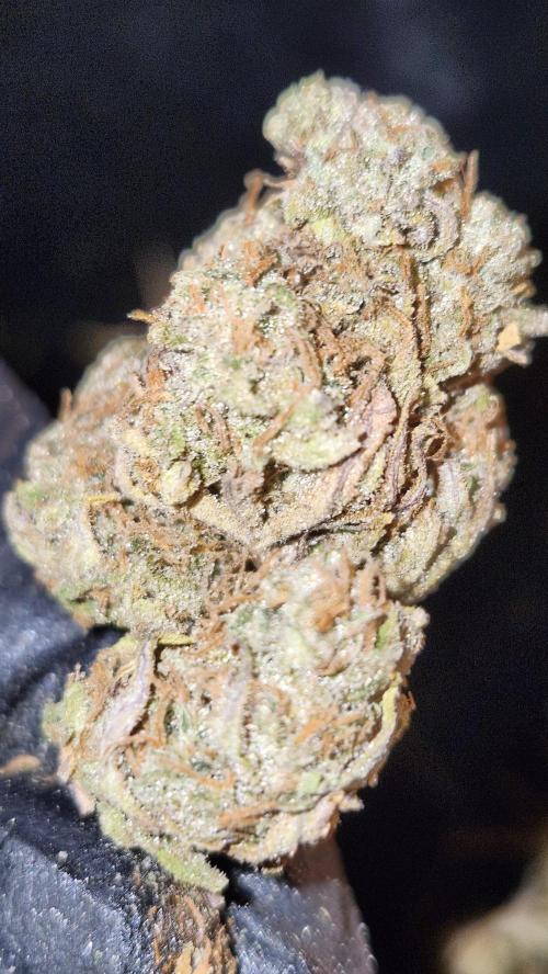 HAZE DRIP!!!. Week 28 - 01/22