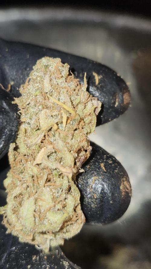 HAZE DRIP!!!. Week 28 - 01/22