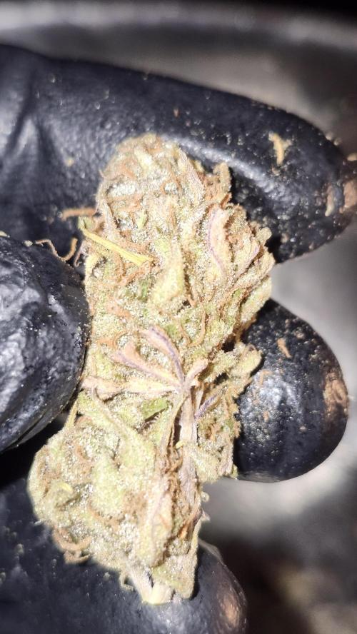 HAZE DRIP!!!. Week 28 - 01/22