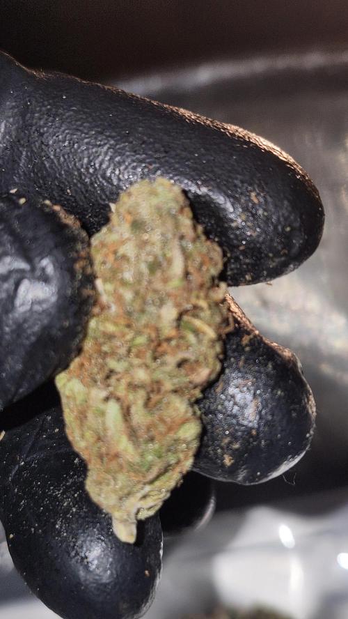 HAZE DRIP!!!. Week 28 - 01/23