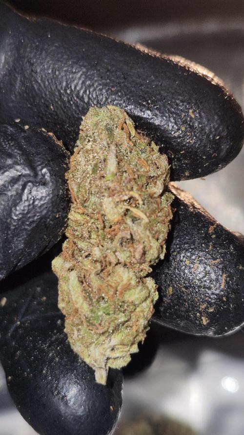 HAZE DRIP!!!. Week 28 - 01/23