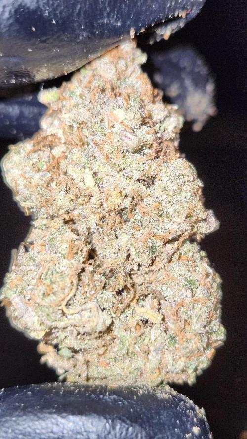 HAZE DRIP!!!. Week 28 - 01/24