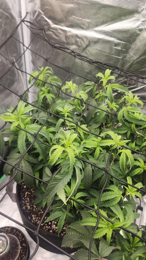 Grapeppy Grape!!. Week 16 - 01/24