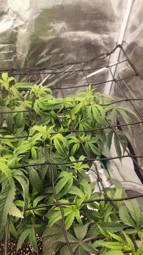 Grapeppy Grape!!. Week 16 - 01/24