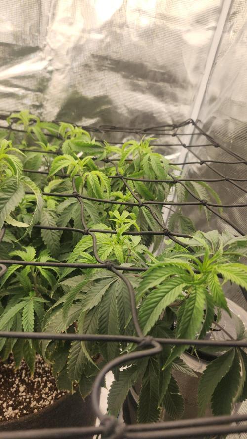 Grapeppy Grape!!. Week 16 - 01/24