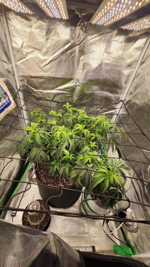 Grapeppy Grape!!. Week 16 - 01/24