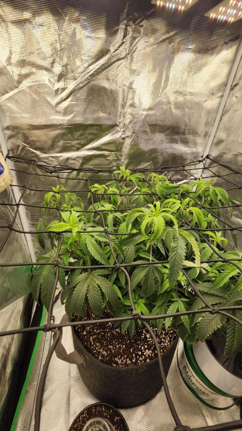 Grapeppy Grape!!. Week 16 - 01/24