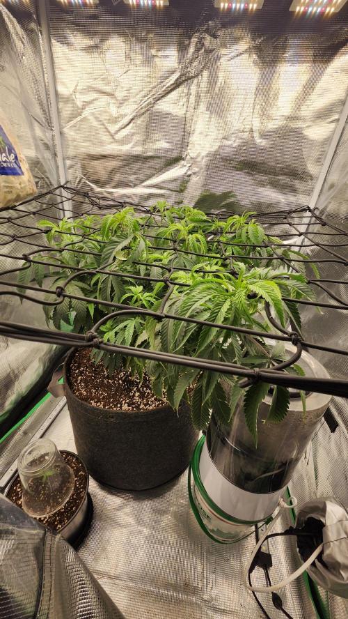 Grapeppy Grape!!. Week 16 - 01/24