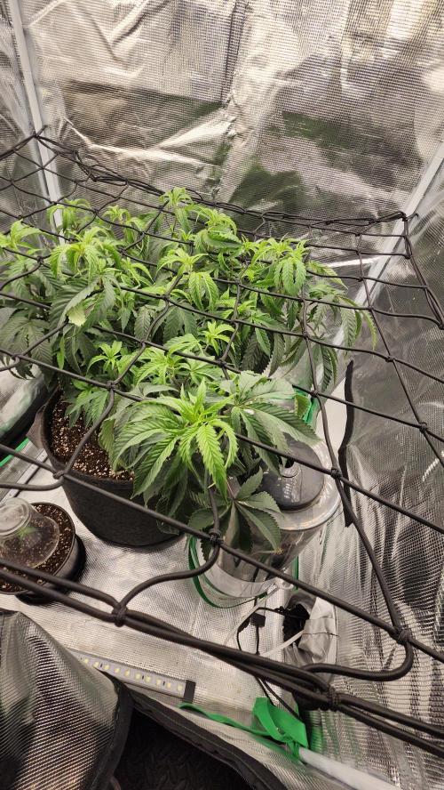 Grapeppy Grape!!. Week 16 - 01/24