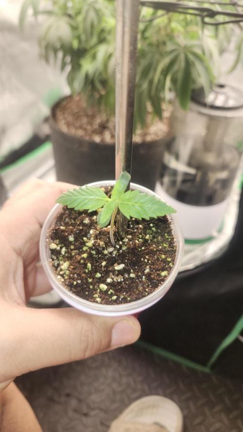 Defiant RDxO (Grow along  Redo). Week 0 - 01/24